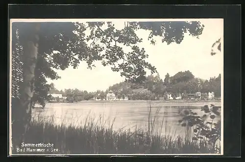 AK Hammer Am See / Hamr Na Jezere, im Gras am Seeufer, Ortspanorama