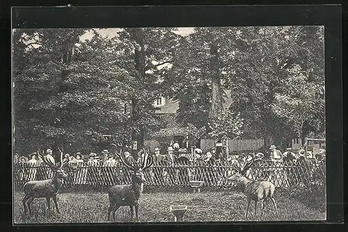 AK Tuppelburg, Gasthaus Wildpark Tuppelburg mit Hirschen