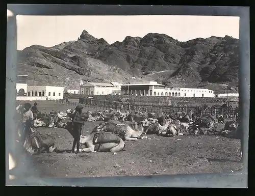 Fotografie unbekannter Fotograf, Ansicht Aden, Kamel-Karawane auf einem Sammelplatz rastend