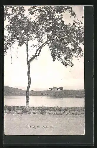 AK Weinfalder Maar /Eifel, Uferpartie mit Baum