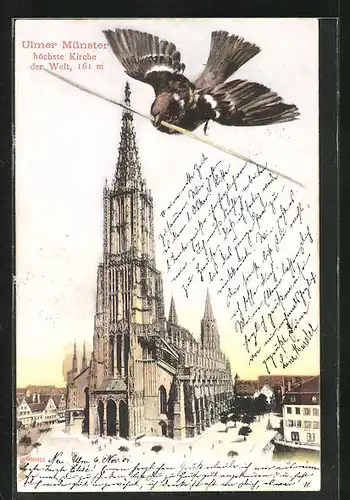 AK Ulm, Münster Kirche, Vogel