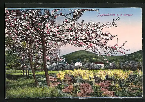 AK Jugenheim /Bergstr., Panorama im Frühling