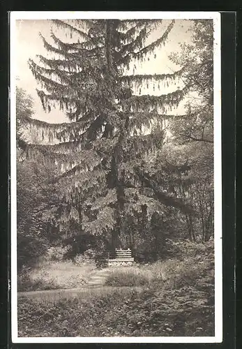 AK Oelsen, Partie im Naturschutzgebiet Bienhof, Karl-Schmidt-Bank