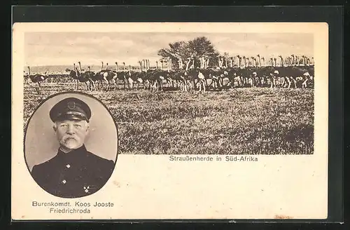 AK Burenkommandant Koos Jooste Friedrichroda, Straussenherde in Süd-Afrika