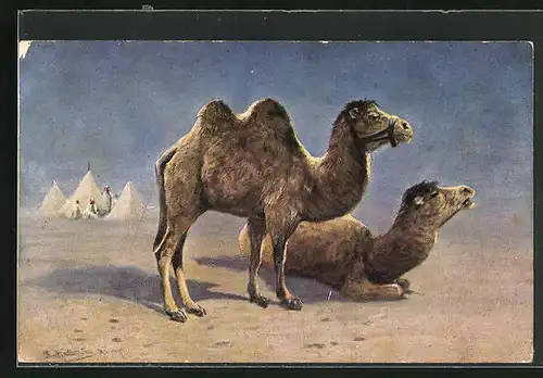Künstler-AK August Müller - München: zwei Kamele in der Wüste