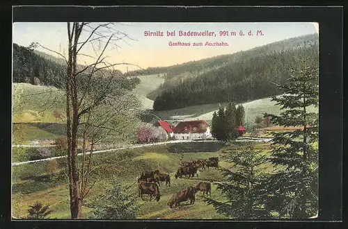 AK Sirnitz bei Badenweiler, Gasthaus zum Auerhahn mit Rinderherde