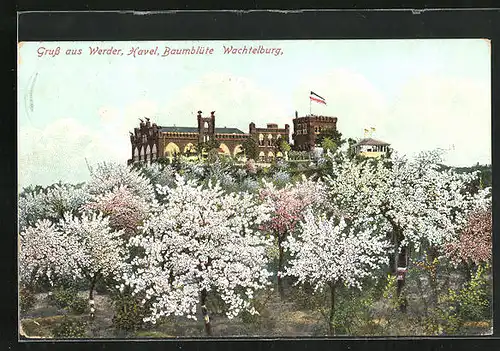 AK Werder, Baumblüte, Wachtelburg