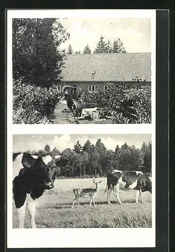AK Wilsede, Hotel & Cafe von L. Sievers, Reh grast gemeinsam mit Kühen