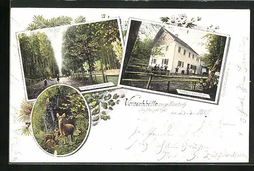 AK Kirchenlamitz, Forsthaus Vorsuchhütte, Waldpartie
