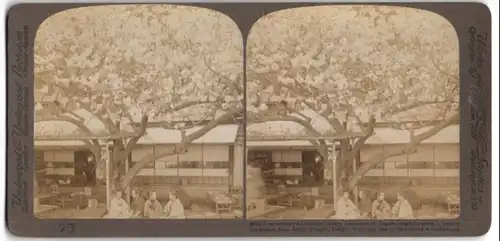 Stereo-Fotografie Underwood & Underwood, New York, Ansicht Tokio, Kirschblüte an einem Teehaus beim Atago-Tempel