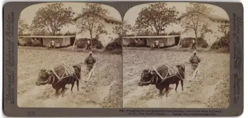 Stereo-Fotografie Underwood & Underwood, New York, Ansicht Uji / Japan, Bauer pflügt geflutetes Reisfeld
