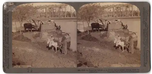 Stereo-Fotografie Underwood & Underwood, New York, Ansicht Ägypten, Sakieh-Brunnen, Ochse treibt Brunnen an