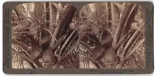 Stereo-Fotografie Underwood & Underwood, New York, Frucht & Blüte der Kokusnuss-Palme