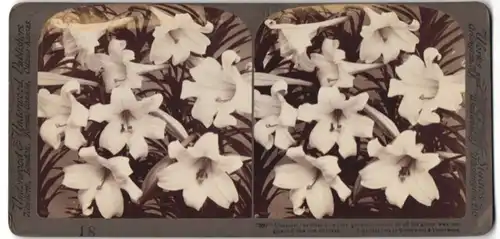 Stereo-Fotografie Underwood & Underwood, New York, Blumen - Lilien in voller Blüte