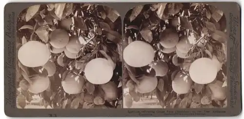 Stereo-Fotografie Underwood & Underwood, New York, Ansicht Redlands / Kalifornien, Pampelmusen an einem Baum