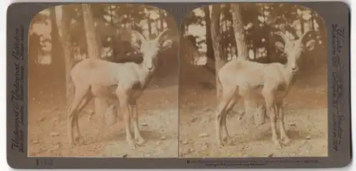 Stereo-Fotografie Underwood & Underwood, New York, Rocky Mountain Sheep (Ovis Montana)