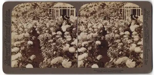 Stereo-Fotografie Underwood & Underwood, New York, Dame inmitten von Chrysanthemen