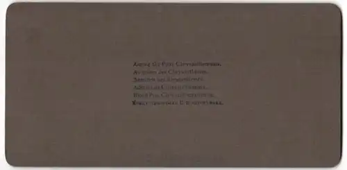 Stereo-Fotografie Underwood & Underwood, New York, Dame inmitten von Chrysanthemen