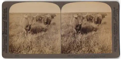 Stereo-Fotografie Underwood & Underwood, New York, Hochland-Rinder auf einer Weide bei Thurso / Schottland