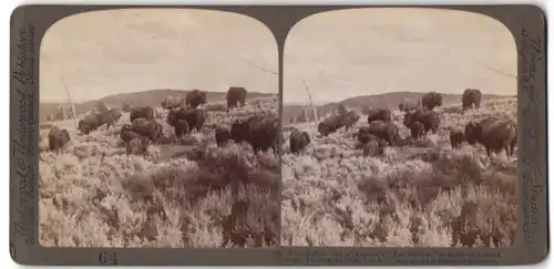 Stereo-Fotografie Underwood & Underwood, New York, Büffelherde im Yellowstone Park