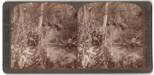 Stereo-Fotografie Underwood & Underwood, New York, Jäger mit Elefanten auf der Jagd in Sri Lanka / Ceylon
