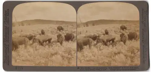 Stereo-Fotografie Underwood & Underwood, New York, Büffelherde im Yellowstone Park