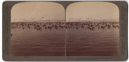 Stereo-Fotografie Underwood & Underwood, New York, Alken-Vögel an der Westküste von Grönland