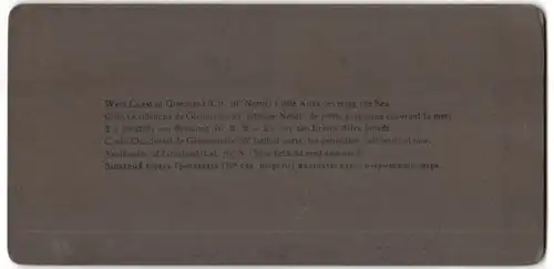 Stereo-Fotografie Underwood & Underwood, New York, Alken-Vögel an der Westküste von Grönland