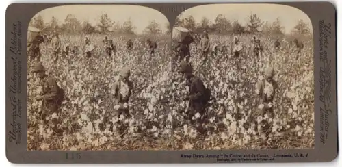 Stereo-Fotografie Underwood & Underwood, New York, Afroamerikaner bei der Baumwoll-Ernte in Louisiana