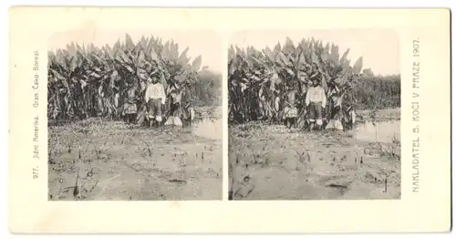 Stereo-Fotografie Lichtdruck Bedrich Koci, Prag, Südamerika Expedition 1907, Jizni Amerika, Gran Cako Boreal