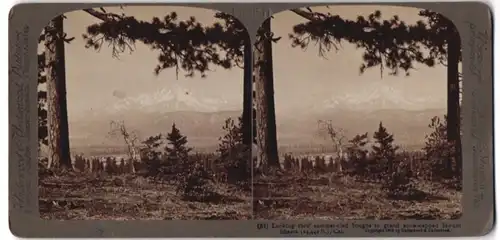 Stereo-Fotografie Underwood & Underwood, New York, Ansicht Mount Shasta / CA, Blick vom Wald zum Bergmassiv