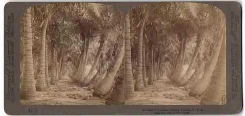 Stereo-Fotografie Underwood & Underwood, New York, Ansicht Florida, Avenue of Cocanut Palms