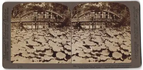 Stereo-Fotografie Underwood & Underwood, New York, Ansicht Osaka / Japan, Lotus-Pflanzen in einem Park