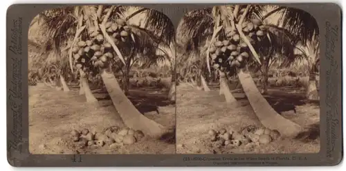 Stereo-Fotografie Underwood & Underwood, New York, Ansicht Florida, Cocoanut Trees in the white Sands