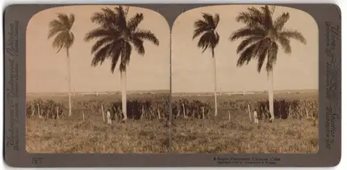 Stereo-Fotografie Underwood & Underwood, New York, Ansicht Caracas / Kuba, Zuckerrohr-Plantage mit Fabrik im Hintergrund