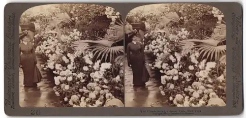 Stereo-Fotografie Underwood & Underwood, New York, Ansicht New York City, Blumen im Gewächshaus Central Park