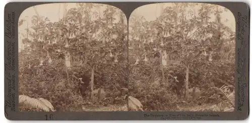 Stereo-Fotografie Underwood & Underwood, New York, Ansicht Hawaii, Dayatura Tree of Lilly Bells