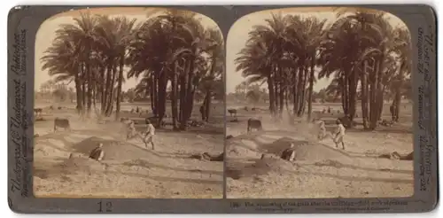 Stereo-Fotografie Underwood & Underwood, New York, Ansicht Ägypten, Bauern dreschen Getreide