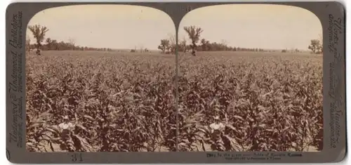 Stereo-Fotografie Underwood & Underwood, New York, Ansicht Kansas, Blick über ein Maisfeld
