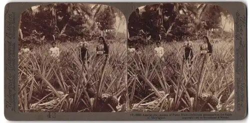 Stereo-Fotografie Underwood & Underwood, New York, Ansicht Mayaguez / Puerto Rico, Damen in einem Ananas-Feld