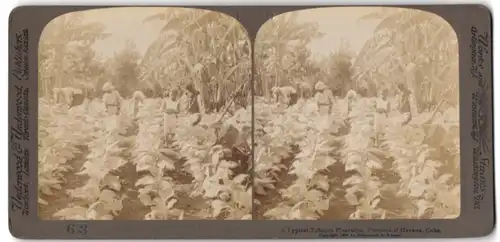 Stereo-Fotografie Underwood & Underwood, New York, Ansicht Havanna / Kuba, Arbeiter auf einer Tabak-Plantage
