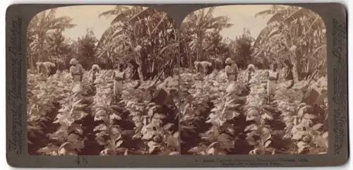 Stereo-Fotografie Underwood & Underwood, New York, Ansicht Havanna / Kuba, Tabak-Plantage
