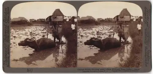 Stereo-Fotografie Underwood & Underwood, New York, Ansicht Luzon / Philippinen, Bauer pflügt sein Reisfeld