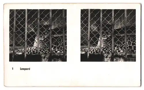 20 Stereo-Fotografien mit Stereobetrachter Omnia-Verlag Tiere Serie Aus dem Zoo