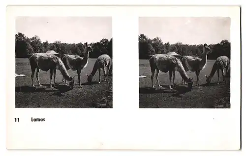 20 Stereo-Fotografien mit Stereobetrachter Omnia-Verlag Tiere Serie Aus dem Zoo