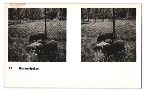 20 Stereo-Fotografien mit Stereobetrachter Omnia-Verlag Tiere Serie Aus dem Zoo