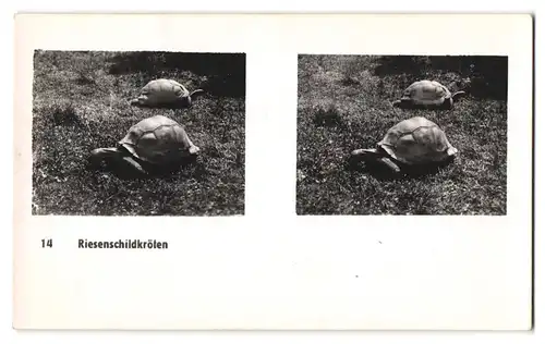 20 Stereo-Fotografien mit Stereobetrachter Omnia-Verlag Tiere Serie Aus dem Zoo