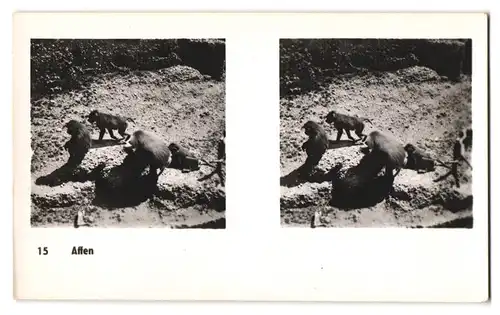 20 Stereo-Fotografien mit Stereobetrachter Omnia-Verlag Tiere Serie Aus dem Zoo