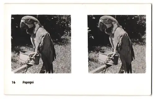20 Stereo-Fotografien mit Stereobetrachter Omnia-Verlag Tiere Serie Aus dem Zoo