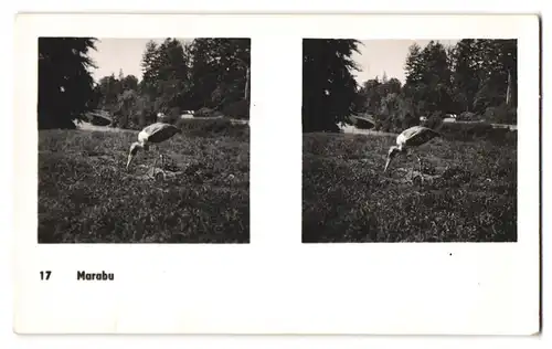 20 Stereo-Fotografien mit Stereobetrachter Omnia-Verlag Tiere Serie Aus dem Zoo